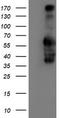 Iduronate 2-Sulfatase antibody, TA504277S, Origene, Western Blot image 