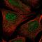 RAD54 Like 2 antibody, HPA039992, Atlas Antibodies, Immunofluorescence image 