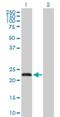 F-Box Protein 36 antibody, H00130888-D01P, Novus Biologicals, Western Blot image 