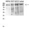 Disheveled-associated activator of morphogenesis 1 antibody, A05163, Boster Biological Technology, Western Blot image 