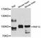 RING finger protein 10 antibody, LS-C747425, Lifespan Biosciences, Western Blot image 