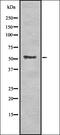 Eyes absent homolog 2 antibody, orb336917, Biorbyt, Western Blot image 