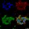 Gamma-Aminobutyric Acid Type A Receptor Epsilon Subunit antibody, SMC-493D-P594, StressMarq, Immunofluorescence image 