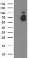 Guanylate Binding Protein 5 antibody, TA502275, Origene, Western Blot image 