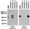 Leucine Rich Repeat Containing 4 antibody, 73-084, Antibodies Incorporated, Western Blot image 