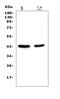 PON antibody, M00516-1, Boster Biological Technology, Western Blot image 