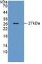 LDL Receptor Related Protein 1B antibody, LS-C694559, Lifespan Biosciences, Western Blot image 