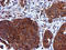 Cystatin C antibody, LS-C786995, Lifespan Biosciences, Immunohistochemistry frozen image 