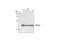 Astrocytic phosphoprotein PEA-15 antibody, 2780S, Cell Signaling Technology, Western Blot image 