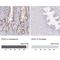 Pancreatic And Duodenal Homeobox 1 antibody, NBP2-38865, Novus Biologicals, Immunohistochemistry paraffin image 