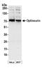 Optineurin antibody, A301-831A, Bethyl Labs, Western Blot image 