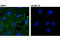 EPH Receptor A2 antibody, 12927S, Cell Signaling Technology, Immunofluorescence image 