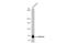 X-Prolyl Aminopeptidase 2 antibody, GTX109995, GeneTex, Western Blot image 