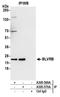 Biliverdin Reductase B antibody, A305-569A, Bethyl Labs, Immunoprecipitation image 