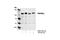 Protein Kinase D1 antibody, 2052P, Cell Signaling Technology, Western Blot image 