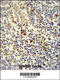 Lymphocyte Antigen 6 Family Member G6C antibody, 55-252, ProSci, Immunohistochemistry paraffin image 