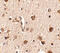 SLIT and NTRK-like protein 4 antibody, 4483, ProSci, Immunohistochemistry paraffin image 