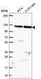 Rho Guanine Nucleotide Exchange Factor 1 antibody, HPA060784, Atlas Antibodies, Western Blot image 