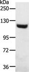 Solute Carrier Family 24 Member 1 antibody, PA5-50573, Invitrogen Antibodies, Western Blot image 