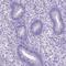 Prostaglandin E synthase antibody, PA5-60916, Invitrogen Antibodies, Immunohistochemistry frozen image 