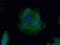 RAB11B, Member RAS Oncogene Family antibody, 19742-1-AP, Proteintech Group, Immunofluorescence image 