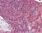 Intercellular adhesion molecule 5 antibody, 51-866, ProSci, Immunohistochemistry paraffin image 