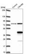 Uncharacterized protein C9orf66 antibody, PA5-57352, Invitrogen Antibodies, Western Blot image 
