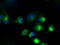 Cytochrome P450 Family 1 Subfamily A Member 2 antibody, TA501156, Origene, Immunofluorescence image 