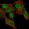Chromosome 11 Open Reading Frame 96 antibody, PA5-58561, Invitrogen Antibodies, Immunofluorescence image 