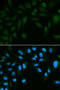 Epididymal Peptidase Inhibitor antibody, 18-534, ProSci, Immunofluorescence image 