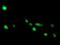ADP Ribosylation Factor Like GTPase 2 Binding Protein antibody, NBP2-46541, Novus Biologicals, Immunofluorescence image 