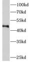 Methyltransferase Like 18 antibody, FNab01061, FineTest, Western Blot image 