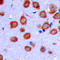 Olfactomedin Like 2A antibody, LS-C356235, Lifespan Biosciences, Immunohistochemistry paraffin image 