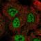 Nuclear pore complex protein Nup98-Nup96 antibody, HPA074810, Atlas Antibodies, Immunofluorescence image 