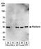 Fibrillarin antibody, A303-890A, Bethyl Labs, Western Blot image 