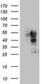 MAP kinase-activated protein kinase 5 antibody, TA804232, Origene, Western Blot image 