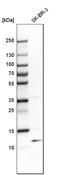 Thiosulfate Sulfurtransferase Like Domain Containing 1 antibody, HPA006655, Atlas Antibodies, Western Blot image 