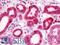 VTA1 antibody, LS-B10834, Lifespan Biosciences, Immunohistochemistry frozen image 