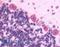 MSL-1 antibody, LS-A230, Lifespan Biosciences, Immunohistochemistry frozen image 