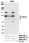 Serine/threonine-protein phosphatase 1 regulatory subunit 10 antibody, A300-439A, Bethyl Labs, Immunoprecipitation image 