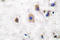 Ephrin B3 antibody, LS-C176008, Lifespan Biosciences, Immunohistochemistry frozen image 