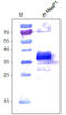 Mesoderm Posterior BHLH Transcription Factor 1 antibody, AP33405PU-S, Origene, Western Blot image 