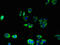 Mas-related G-protein coupled receptor MRG antibody, A59762-100, Epigentek, Immunofluorescence image 