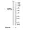 CDK5 Regulatory Subunit Associated Protein 1 Like 1 antibody, TA315546, Origene, Western Blot image 