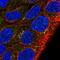 MKRN2 Opposite Strand antibody, HPA065753, Atlas Antibodies, Immunofluorescence image 
