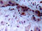 Janus Kinase 1 antibody, AP20955PU-N, Origene, Immunohistochemistry frozen image 
