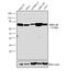 Heat shock 70 kDa protein 1A/1B antibody, PA5-28369, Invitrogen Antibodies, Western Blot image 