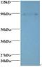 ERH MRNA Splicing And Mitosis Factor antibody, orb238872, Biorbyt, Western Blot image 