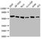 FTO Alpha-Ketoglutarate Dependent Dioxygenase antibody, CSB-RA880154A0HU, Cusabio, Western Blot image 