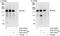 Insulin receptor substrate 2 antibody, A301-434A, Bethyl Labs, Immunoprecipitation image 